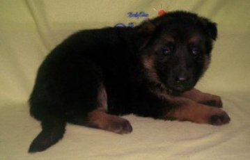 fena-or-1-m.jpg