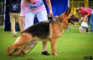 DSC 0323 - kopie