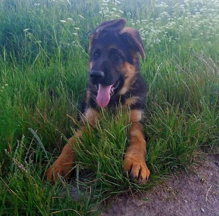 rex