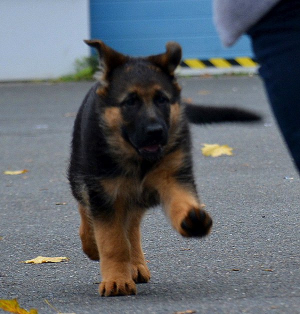 DSC 1996 - kopie