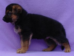 fialovy-pos.jpg