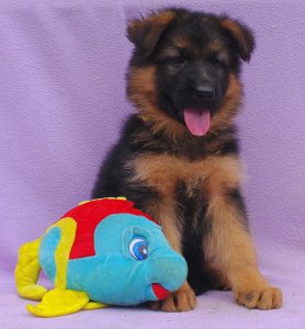 sam_1593.jpg