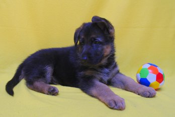 sam_7845.jpg