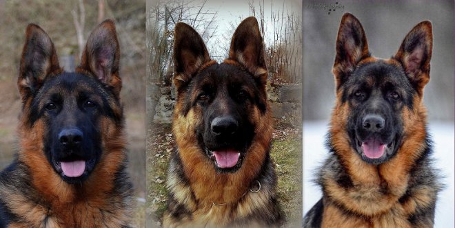 Kargo