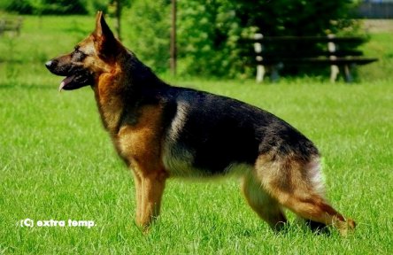 AAA