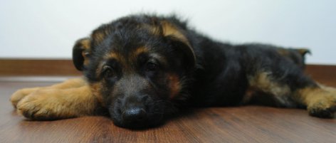 sam_7815.jpg