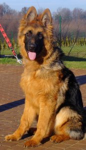 sam_3684.jpg
