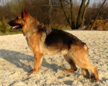 sheila-postoj.jpg