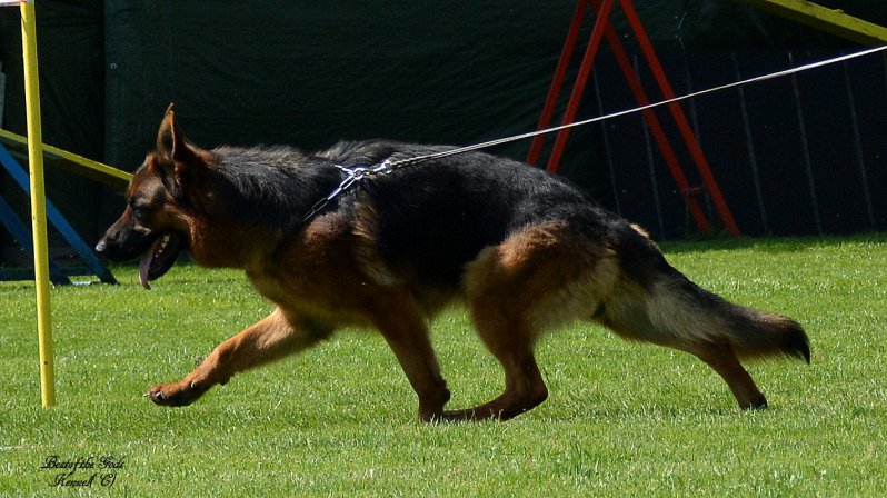 DSC 1185