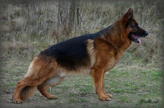 Jas