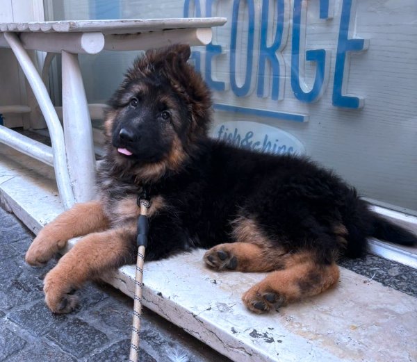 IMG-20250618-WA0015