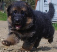 sam_8487.jpg