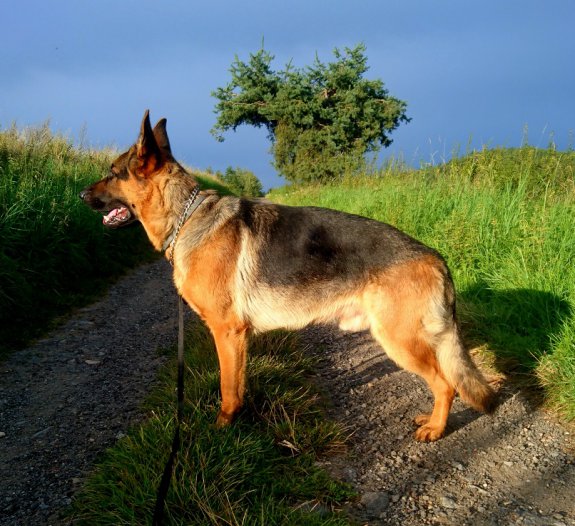 DSC 0103