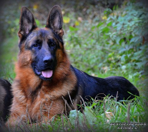 DSC 0121 - kopie