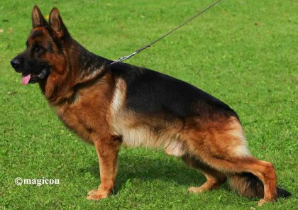 dingo