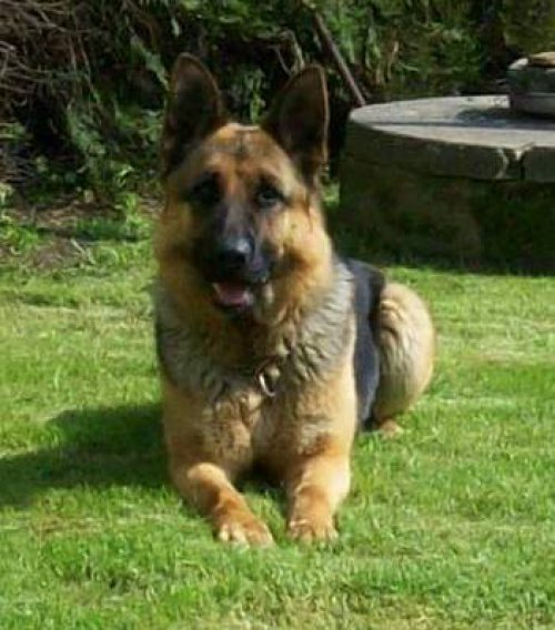 arwen-1.jpg