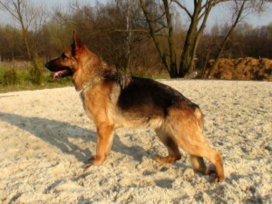 sheila-1