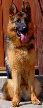 dafnie1