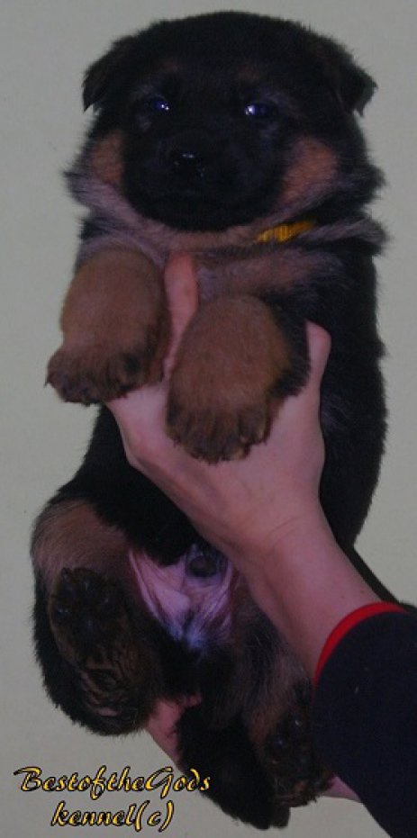 žlpe4