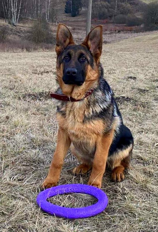 Zeus