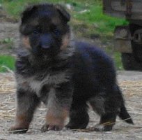 sam_9076.jpg