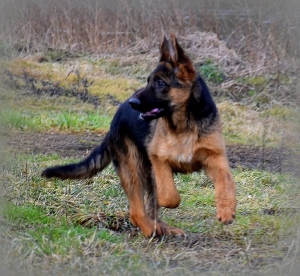 DSC 4660