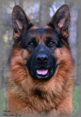 DSC 0718 - kopie