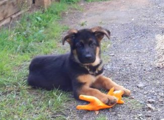 jack -3