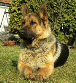 bruno-best.jpg