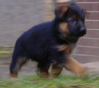 zelen-poh.jpg