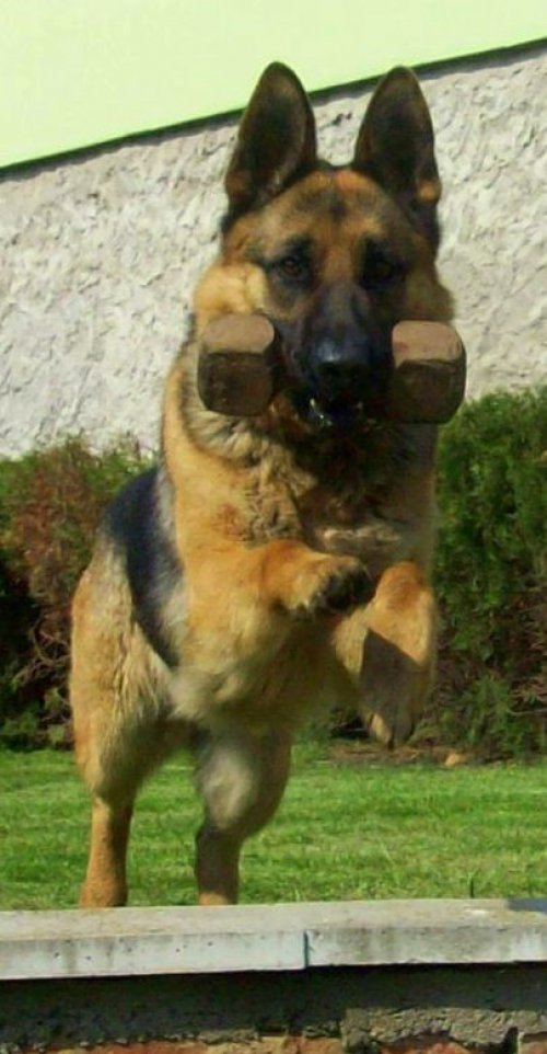 arwen-skok.jpg