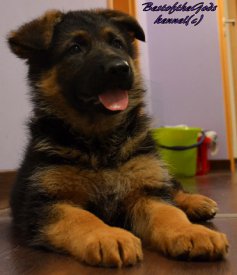 DSC 0956 - kopie