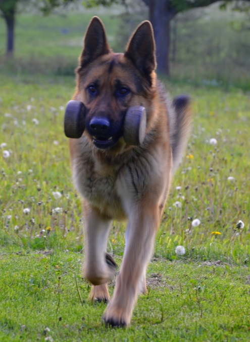 Bruno
