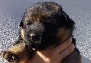 fena-1.jpg