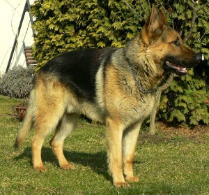 bruno-1.jpg