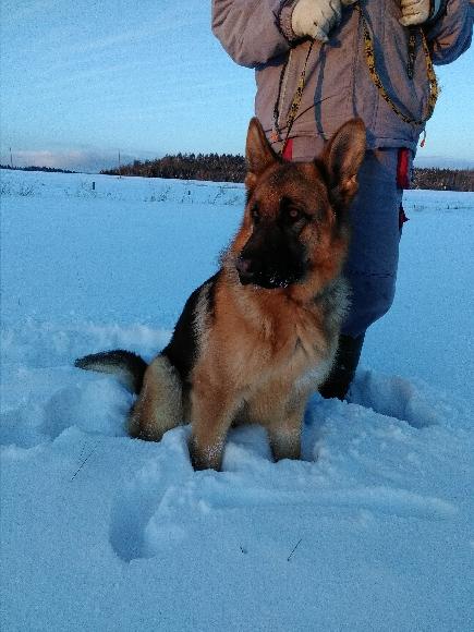 renny