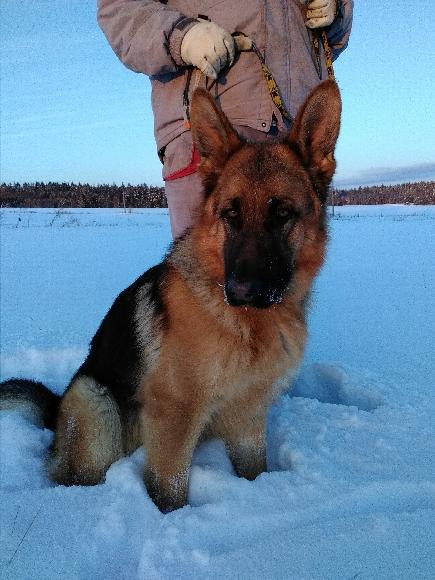 renny 1