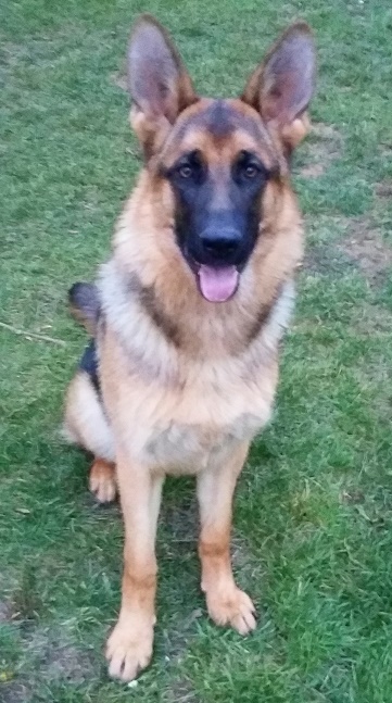 roxy