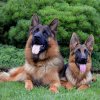 Jenny & Onex