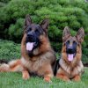 Jenny & Onex