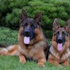 Jenny & Onex