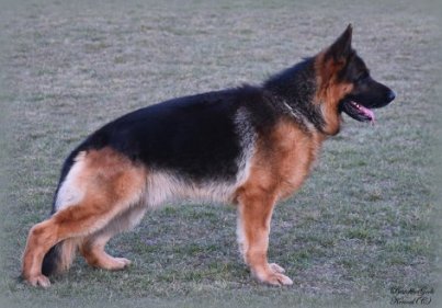 DSC 0830 - kopie