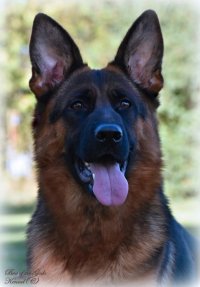 HLAVA MAR