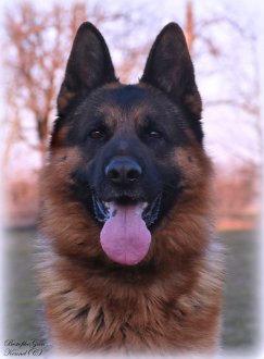 DSC 0561 - kopie